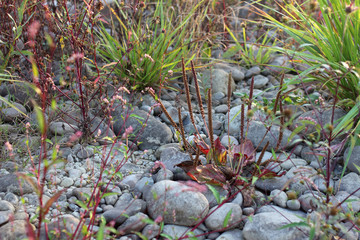 Wall Mural - Stones and grass