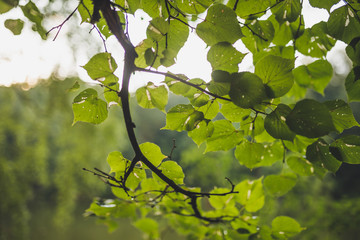 Wall Mural - A branch of alder leaves and green cones. Branch of Alnus glutinosa, the common alder, black alder in spring.