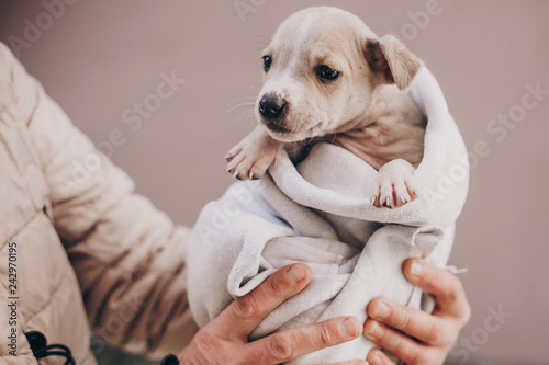 Fotografía Cute little staff terrier puppy in cozy warm blanket in autumn park