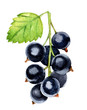 bunch black currant with leaves isolated on white background, watercolor illustration 