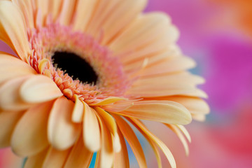 Wall Mural - Bud of a yellow gerbera. Macro. Gerbera flower close-up on a multi-colored background. Yellow gerbera for design and decor.