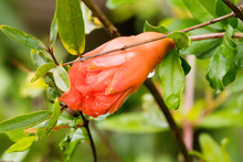 Closeup Of Orange Pomegranate Flowers And Green Leaf