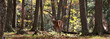 red deer in forest during autumn