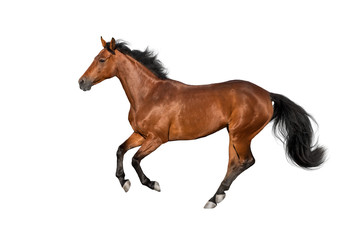 Wall Mural - bay stallion run gallop isolated on white