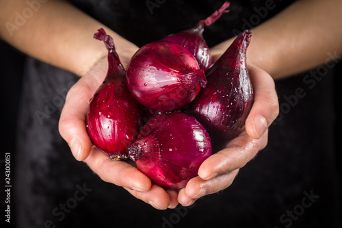 Fotografía Wet red onion bulbs in woman hands