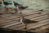 Fototapeta  - seagull on the dock