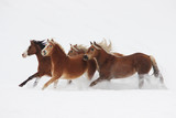 Fototapeta Konie - in the snow galloping horses and Argentine breed horses, halflingers