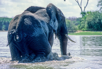 Wall Mural - Elephant (Loxodonta africana), Selous Game Reserve, Morogoro, Tanzania, Africa