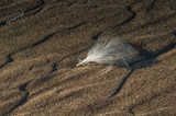 Fototapeta  - feather on the beach