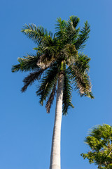 Wall Mural - Royal Palm (Roystonea regia) tree