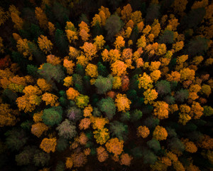 Aerial view of an autumn forest with green and yellow tree tops creating a nice background. 