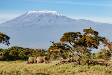 Wall Mural - Kilimanjaro