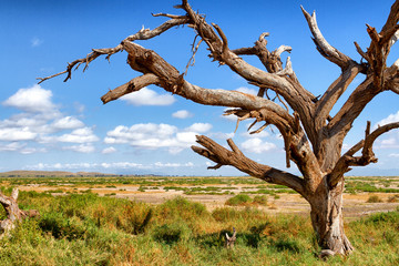 Wall Mural - Baum