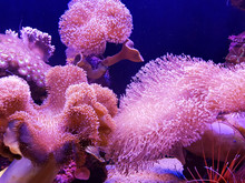 Underwater Sea: Pink Coral Reef Background