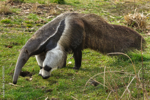 Fotografía Giant anteater (Myrmecophaga tridactyla)