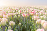 close up of tulip field