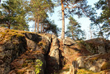 Fototapeta Na ścianę - low angle view of a pine forest with a stone hill on a sunny summer day in national park Nuuksio, Finland