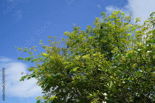 Fotografie, Obraz Lush tropical foliage in Kamadhoo, Maldives