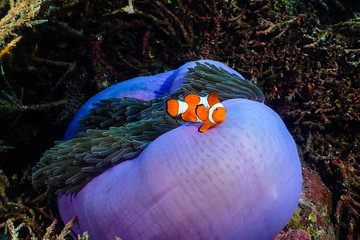 Clownfish in his magnificent anemone