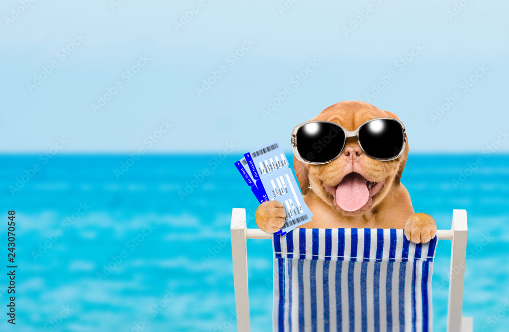 Happy puppy with sunglasses resting on a deck chair in the beach with ...