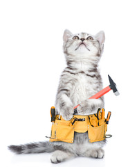 Poster - Funny cat worker with toolbelt and hammer looking up.  Isolated on white background