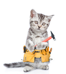 Poster - Funny cat worker with toolbelt and hammer.  Isolated on white background