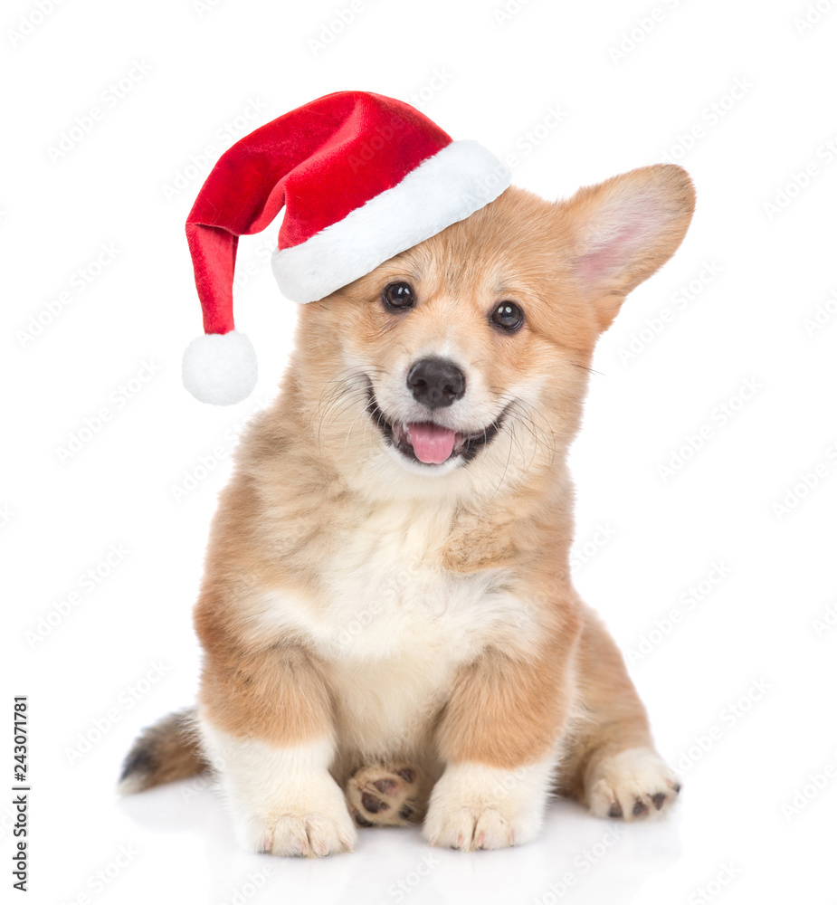 Corgi Santa Hat Corgi Santa Hat