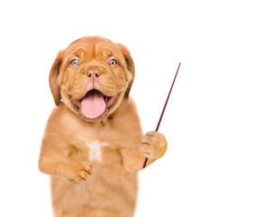 Poster - Happy puppy holding a pointing stick. isolated on white background