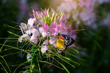 Fotomurales - Butterfly on the cleome flower spinosa jacq Royal Park Ratchaphruek Chiang Mai Thailand