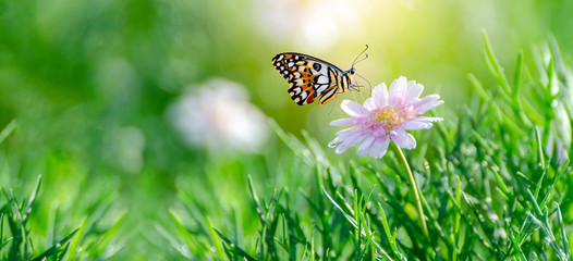 Fotomurales - The yellow orange butterfly is on the white pink flowers in the green grass fields