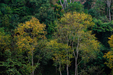 Fotomurales - Yellow leaf tree green spring At Tea farm organic Tea farm 2000 Doi Ang Khang Chiang Mai Thailand