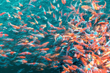 Colorful Japanese Koi Carp fishes moving in a lovely pond of a g