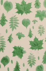 Wall Mural - green leaves on paper background