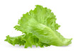 Lettuce isolated on white with clipping path