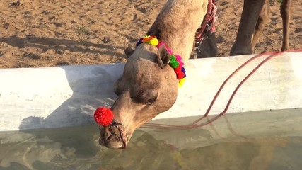 Wall Mural - Camels drink water in desert Thar during the annual Pushkar Camel Fair near holy city Pushkar, Rajasthan, India. This fair is largest camel trading fair in the world. Close up
