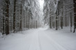 snowy forest, a nice walk through the wintry black forest in germany