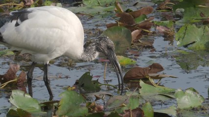 Poster - Sacred ibis, Threskiornis aethiopicus, Single bird by water, Taiwan, January 2019