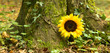 © familie-eisenlohr.de - Grabstätte im Wald