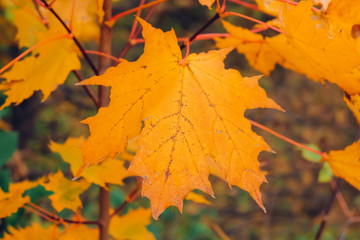 Wall Mural - Autumn background with maple leaves. Orange, yellow, red maple leaves