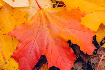 Wall Mural - Autumn background with maple leaves. Orange, yellow, red maple leaves