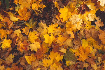 Wall Mural - Autumn background with maple leaves. Orange, yellow, red maple leaves