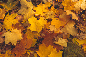 Wall Mural - Autumn background with maple leaves. Orange, yellow, red maple leaves