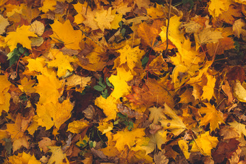 Wall Mural - Autumn background with maple leaves. Orange, yellow, red maple leaves