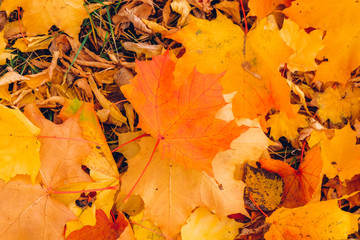 Wall Mural - Autumn background with maple leaves. Orange, yellow, red maple leaves