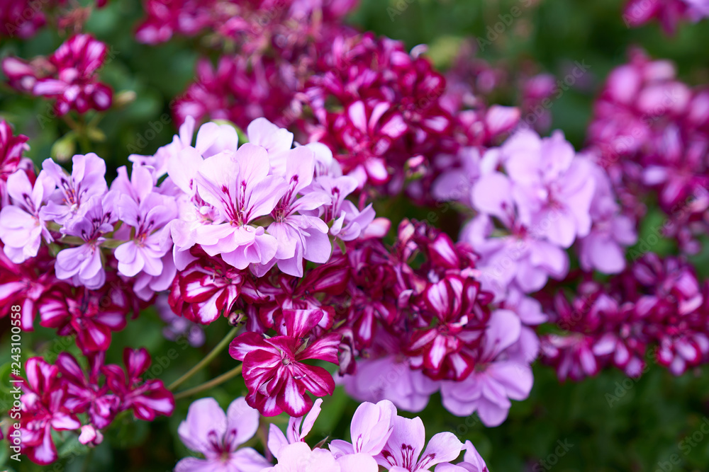 Closeup of mixed pink and purple geranium flowers - obrazy, fototapety, plakaty 