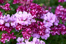 Closeup Of Mixed Pink And Purple Geranium Flowers