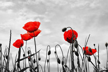 Red Poppies On Background Of Blue Sky