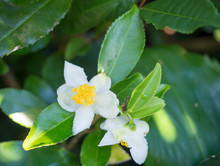 Closeup Of Green Branch Of Tea Tree Camelia Camellia Sinensis White And Yellow Flower Blossom, Selective Focus, Its Leaves And Leaf Buds Are Used To Make Tea