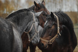 Fototapeta Konie - Horses in the herd