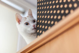 Fototapeta  - Kot na szafie